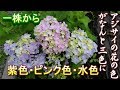 １株から３色の花が咲いたアジサイ