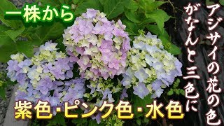 １株から３色の花が咲いたアジサイ
