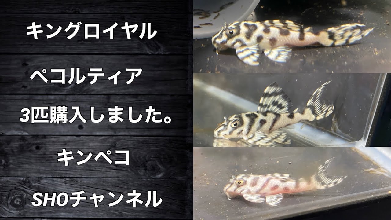 キングロイヤルペコルティア  Ｌ２３６（キンペコ）受け渡し予定者決定   アクアリウム/熱帯魚/プレコ キングロイヤルペコルティア L236（キンペコ）受け渡し予定者決定