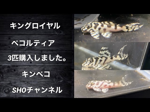 キンペコ リアルメガクラウン - YouTube