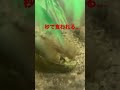 オニヤンマのヤゴがいる水槽にカブトエビを放つと…
