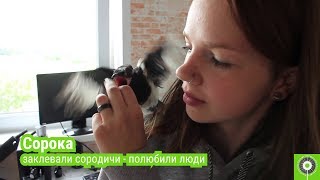 Сирин: место, где спасают животных. Часть 3 Сирин: место, где спасают животных. Часть 3