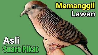 Download Lagu PERKUTUT LOKAL Gacor Suara Kristal Super Ampuh Pancingan Perkutut Agar Bunyi Untuk PERKUTUT Bahan MP3
