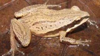 Brimley's Chorus Frog - YouTube