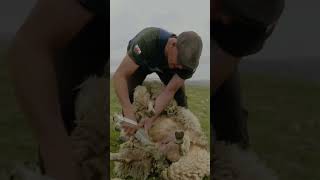 Watch The Full Length Shearing With A Blade #Farming #Shearing