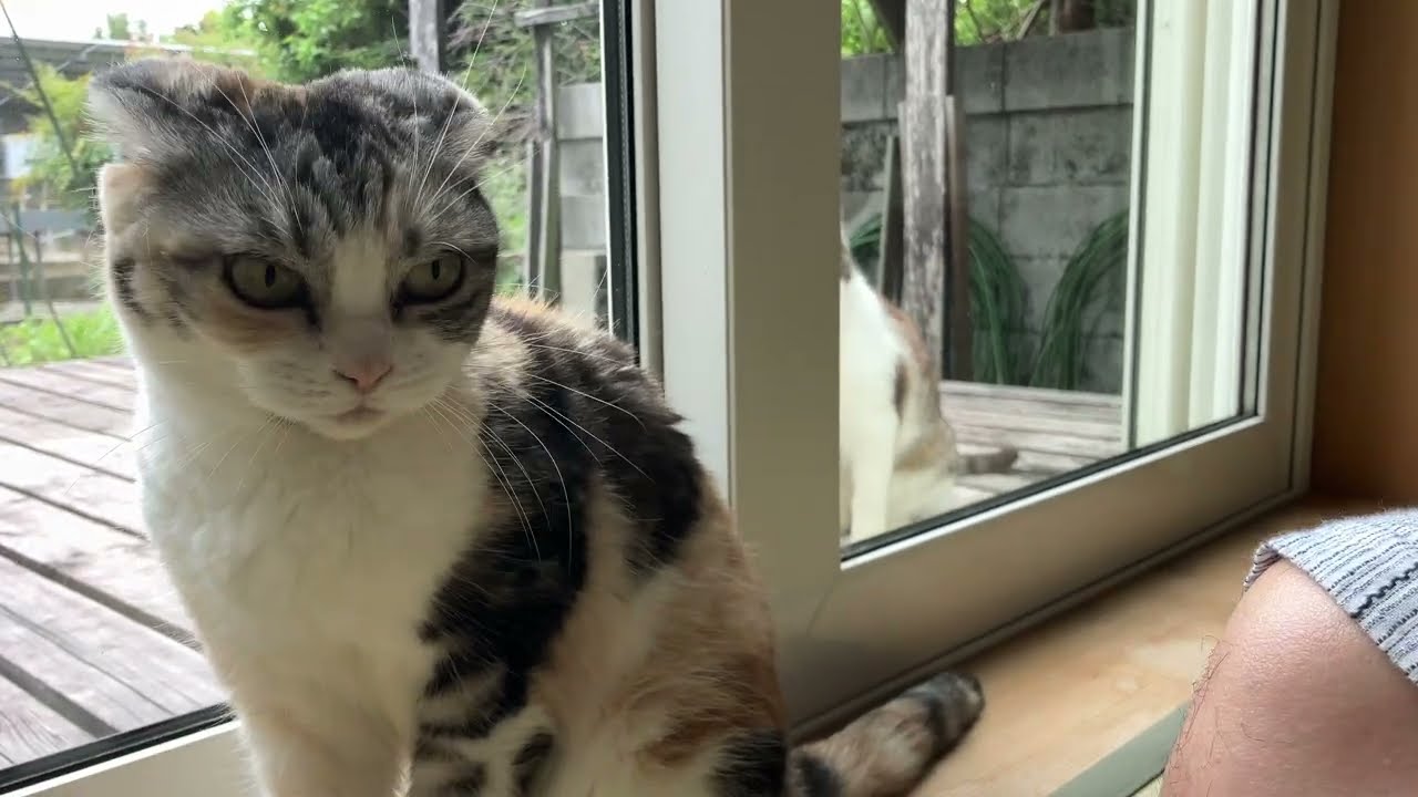 よその猫でもみませんか - YouTube
