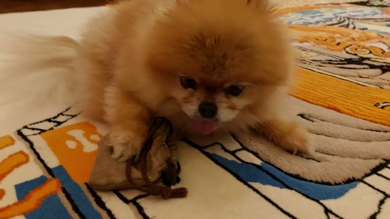 Mini Spitz - also a dog. And for a dog, the best food is prey.