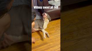 Pitbull Hennissant Qui Aime Le Chicharon