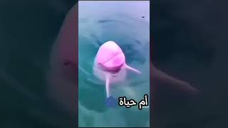 الدلفين الوردي اللطيف