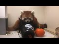 Toronto Zoo Animals Enjoy Pumpkin Enrichment