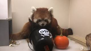 Toronto Zoo Animals Enjoy Pumpkin Enrichment