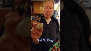 1st BLUE egg!