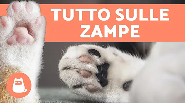 Che tipo di zampe ha il gatto?