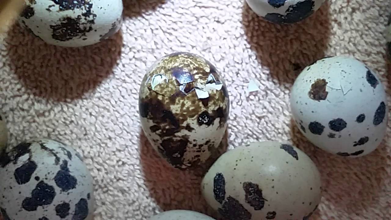 Hatching Quail Eggs Quest for Quail Episode 4 YouTube