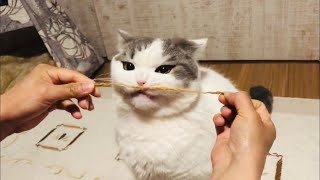 【猫用おやつレビュー】食べられる歯みがきロープ（アース・バイオケミカル社）のご紹介/やわらかっ！立ち耳スコティッシュ猫のかわいい＆ふわふわ動画【むーにー】