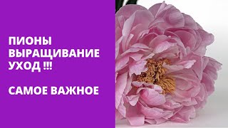 ПИОН . ВЫРАЩИВАНИЕ , УХОД И БОЛЕЗНИ(ПИОН . ВЫРАЩИВАНИЕ , УХОД И БОЛЕЗНИ АГРОВОЛОКНО ИЛИ ПЛЕНКА? КАК СДЕЛАТЬ ВЫБОР!!! ТЕПЛИЦА https://youtu.be/TD_9MBAeEgY Сеем..., 2016-06-01T05:00:00.000Z)