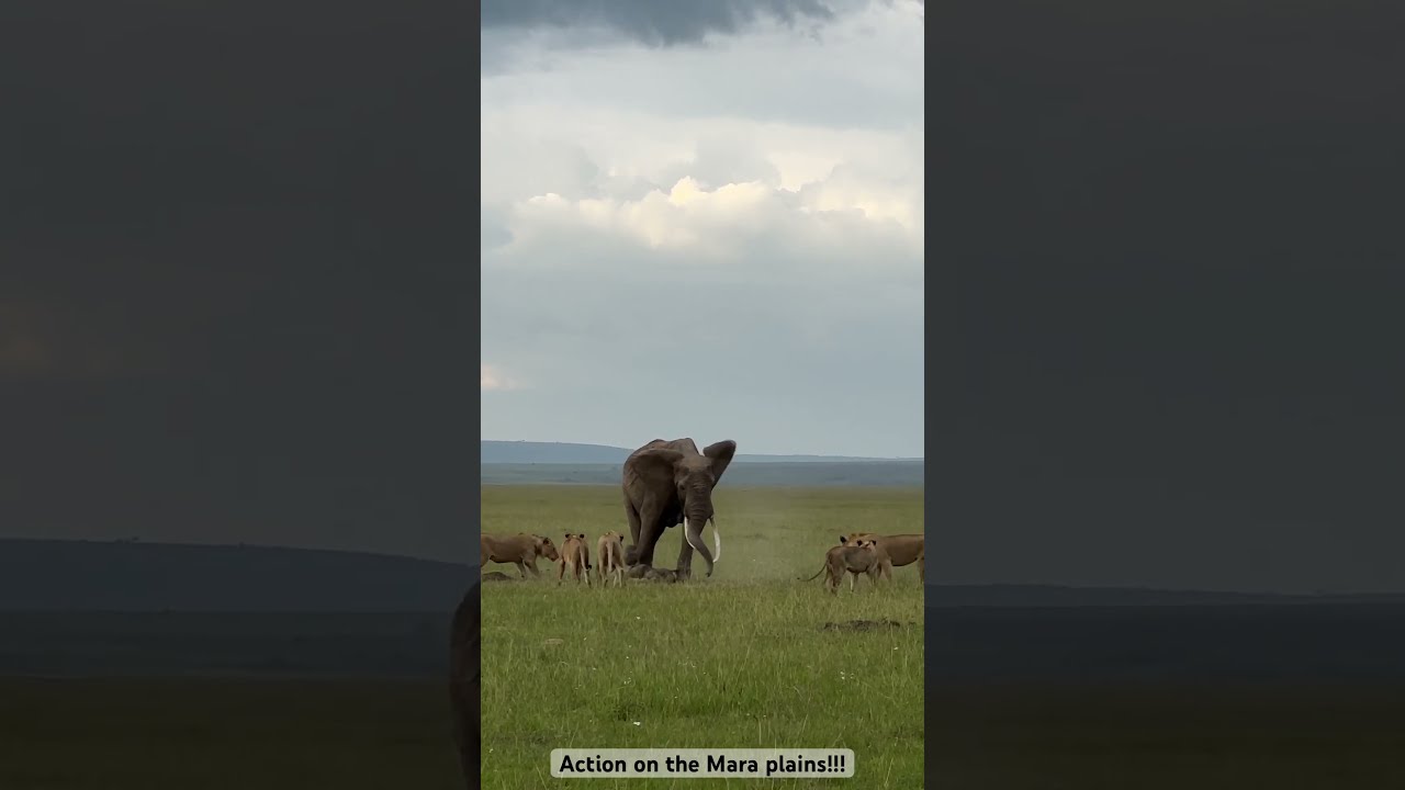 Once In A Life Time Experience Elephants Vs Lions Wildlife Animals Safarilife Big5safari Lion