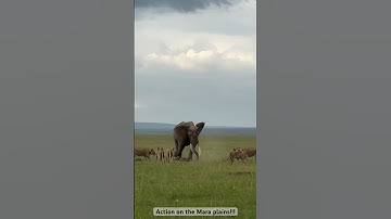 Once in a life time experience elephants vs lions! #wildlife #animals #safarilife #big5safari #lion