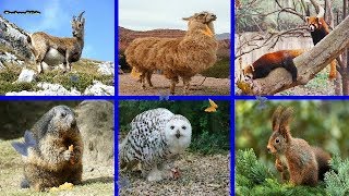 mountain animals list