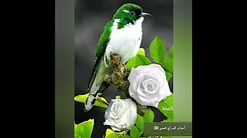 الصلاة على النبي مكررة Praying On The Prophet Is Repeated 