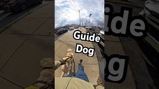 Guide Dog In The Middle Of The Sidewalk #guidedog #dog #dogs Guide Dog In The Middle Of The Sidewalk #guidedog #dog #dogs