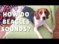 How do BEAGLES sound ?? Puppy Beagle howling and Barking How do BEAGLES sound ?? Puppy Beagle howling and Barking