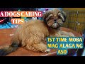TIPS HOW TO TAKE CARE OF YOUR 2MONTHS  OLD PUPPIES. (TAGALOG) DOGS CARING TIPS