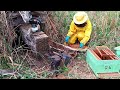 Resgate de Abelhas - 03 Enxames no Mesmo Local / Bee Rescue