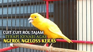 kenari gacor panjang Cuit Cuit EMOSI, Pancingan Kenari Paud Belajar Bunyi, terapi AMPUH Kenari MACET