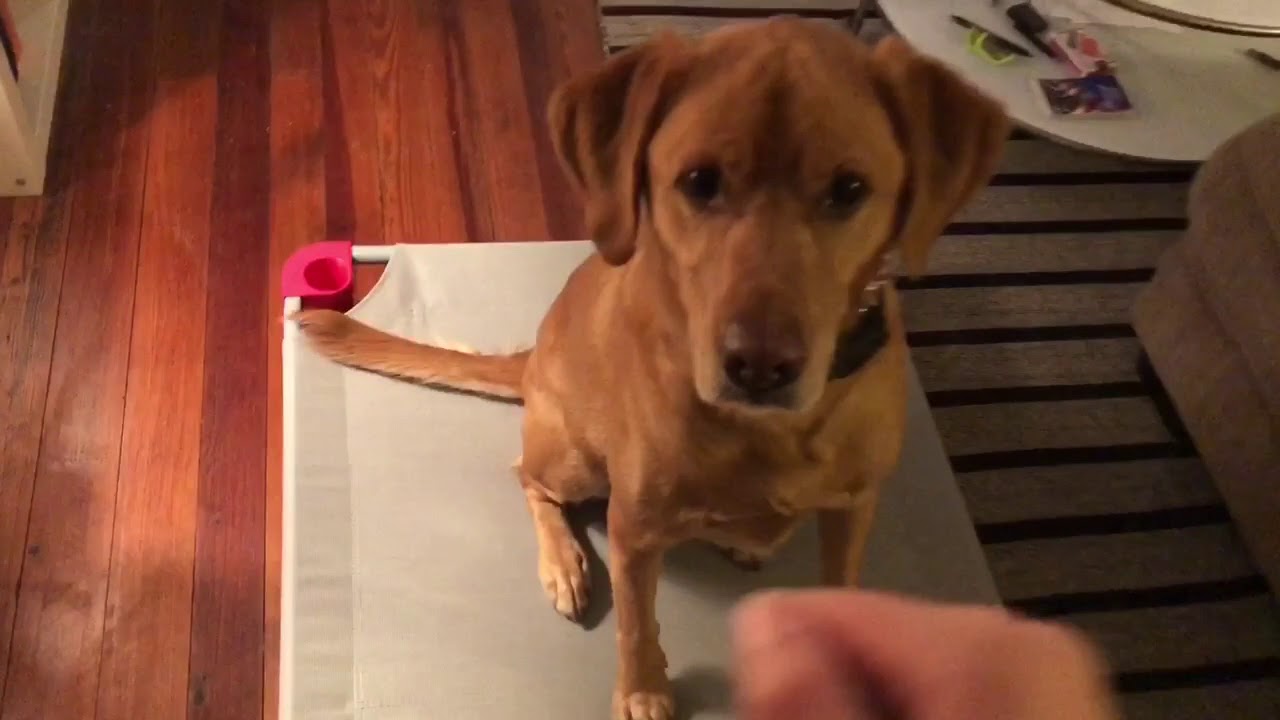 Recall to Place/Impulse Control - YouTube