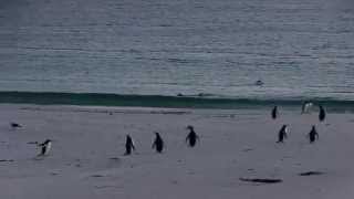 Sea lion hunting for a penguin meal