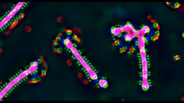 Cellular Automata - War of the Worms