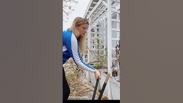 Mulberry Tree Trimming & Propagation: Growing New Trees from Cuttings | Pruning Mulberry Tree