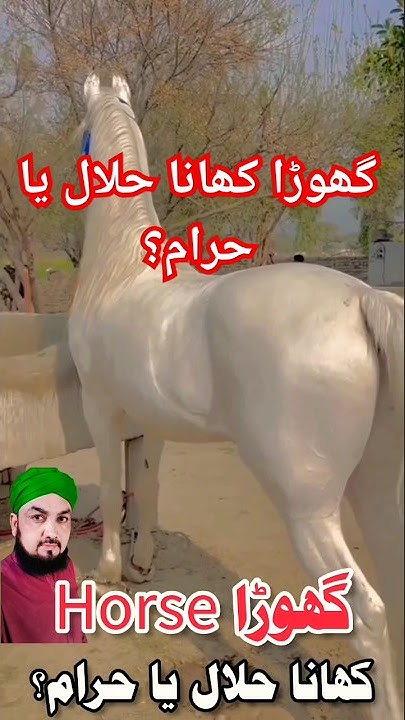 Eating Horse Is Permissible In Islam YouTube eating-horse-is-permissible-in-islam-youtube