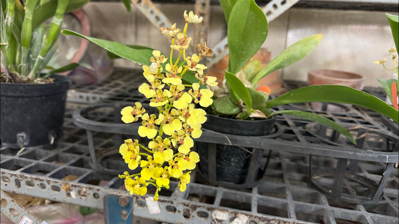 今天來台南花市晃一下 看有什麼蘭花囉