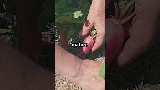 Top Veggies for Sandy Soil Success!