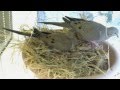 Mourning Dove Nest Cam Part 1 Mourning Dove Nest Cam Part 1