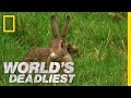 Stoat hypnotizes rabbit  worlds deadliest
