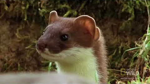 Stoat Hypnotizes Rabbit | World's Deadliest