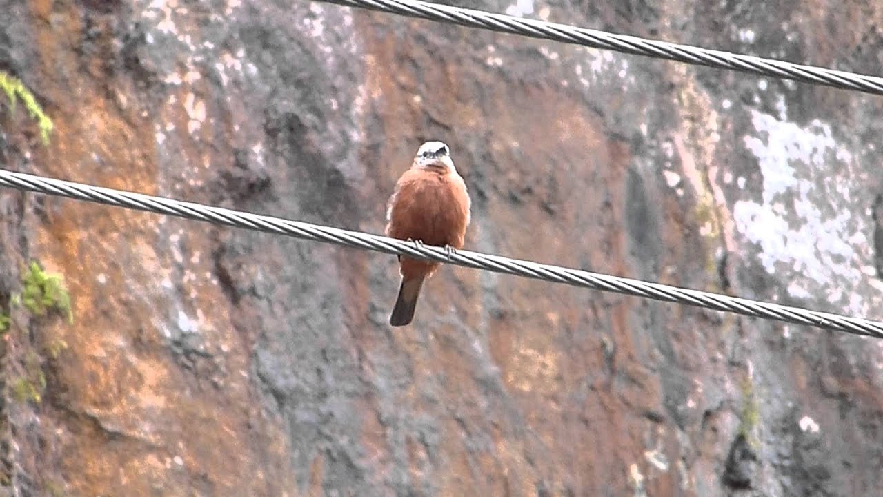 Cliff Flycatcher, Hirundinea ferruginea 23 June 2012 by Charlie Vogt