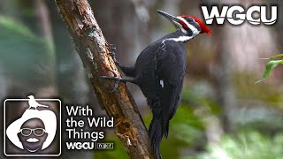 Woodpeckers | With The Wild Things feat. Dr. Jerry Jackson