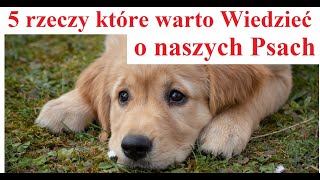 5 rzeczy które Musisz wiedzieć o Psach