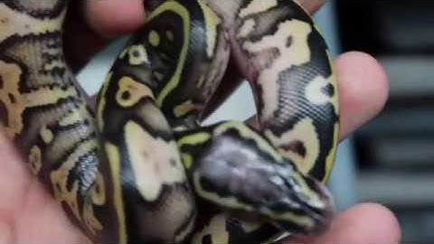 FEEDING 400 SNAKES, PULLING CLUTCHES AND LOOKING AT GREEN TREE PYTHON HATCHLINGS