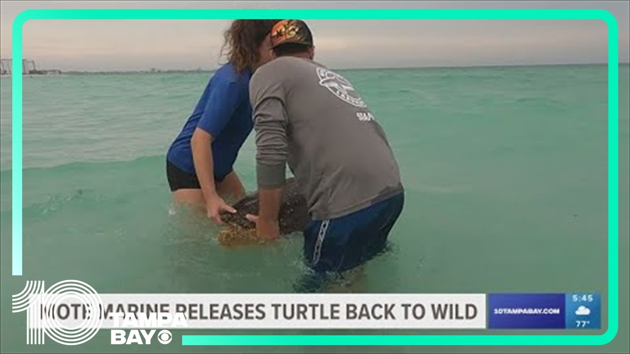 Clarice the sea turtle released back into Gulf of Mexico after 4 months ...
