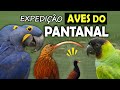 AVES DO PANTANAL | Expedição em busca dos PÁSSAROS mais interessantes | Psitacídeos e aquáticas