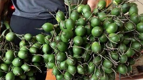 Cau tứ quý quả dài cây trồng kinh tế, quả quanh năm, năng suất, chất lượng, hiệu quả //085.88.98765