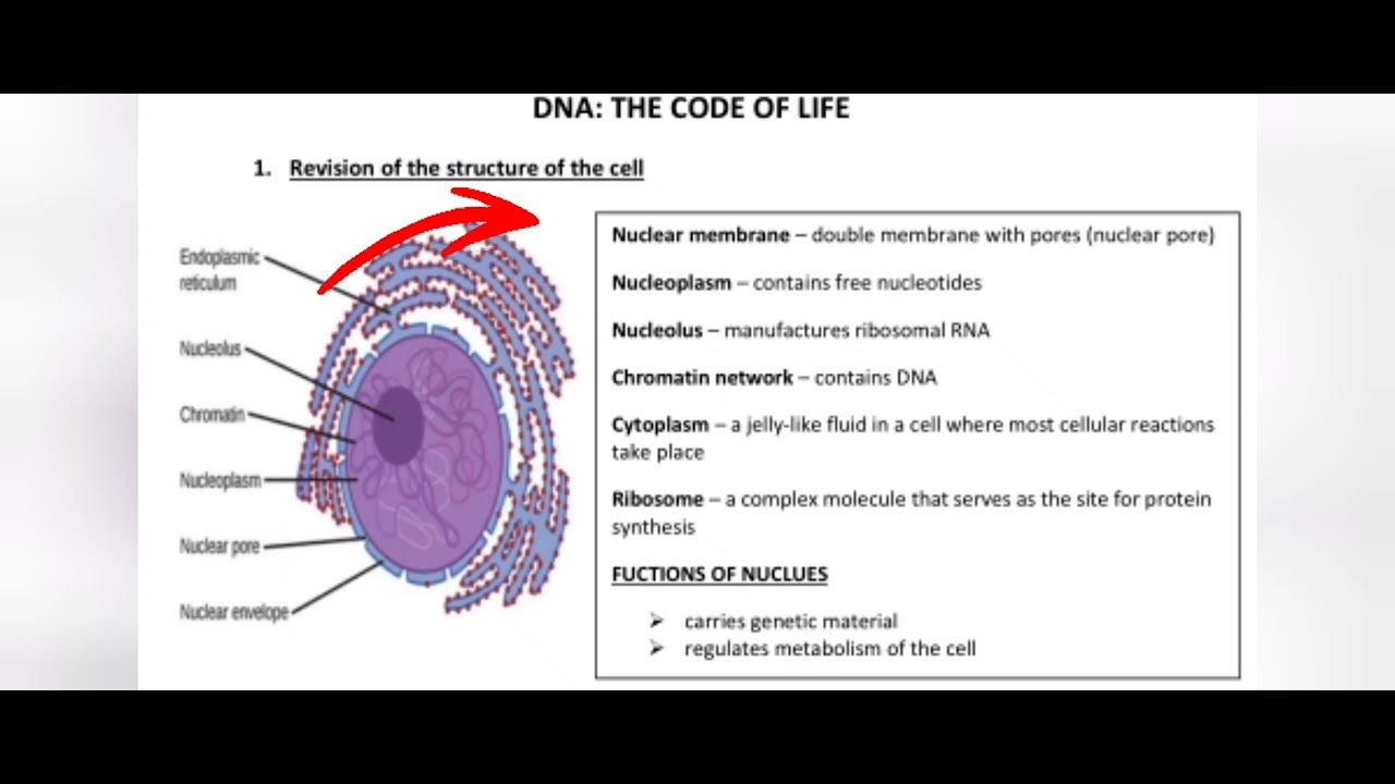 DNA code of life -structure of the nucleus - YouTube