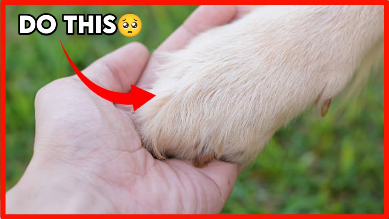 8 Ways to Tell Your Dog You Love Them (So They Can Understand) - YouTube