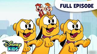 hamster paradise puppy papas adorables chip n dale park