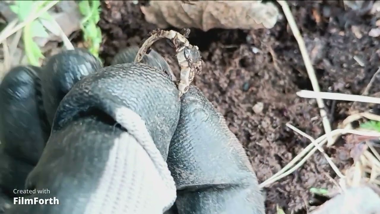 FOUND SMALL SILVER RING WITH QUEST X10 PRO.